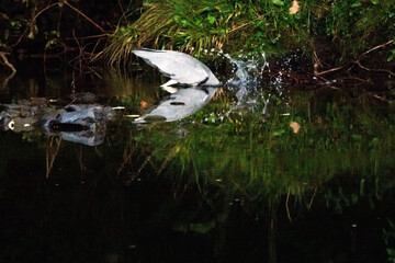 Reflection of a Grey Heron splashing as it strikes at a fish in a still pool