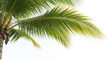 Fototapeta premium Close up of a lush green palm tree frond against a white sky