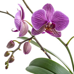 Obraz premium Vivid Purple Orchid Blossom with Stem Leaves and Buds isolated on a transparent background