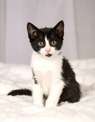 Playful black and white kitten on soft blanket