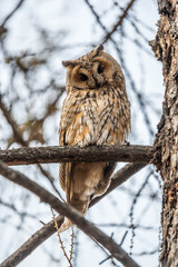 Long-eared owl (Asio otus), looking forward with wide opened eyes