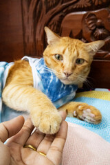 Thai domestic ginger young cats wearing indigo clothes lazy sitting on bench in room at house of Bangkok,Thailand