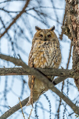 Long-eared owl (Asio otus), looking forward with wide opened eyes