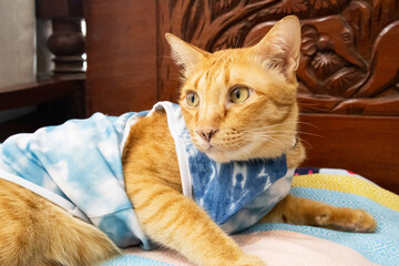 Thai domestic ginger young cats wearing indigo clothes lazy sitting on bench in room at house of Bangkok,Thailand