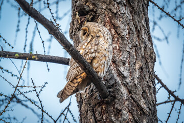 Long-eared owl (Asio otus), looking forward with wide opened eyes