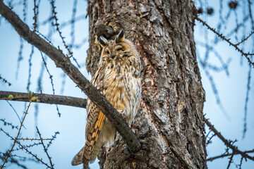 Long-eared owl (Asio otus), looking forward with wide opened eyes