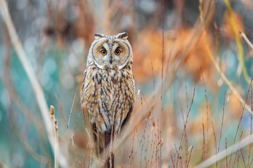 Long-eared owl (Asio otus), looking forward with wide opened eyes