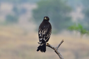 Greater Spotted Eagle Perched on Branch Close-up Wildlife Bird of Prey in Natural Habitat