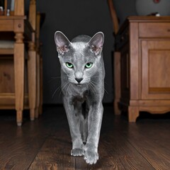 Gray cat walking towards camera