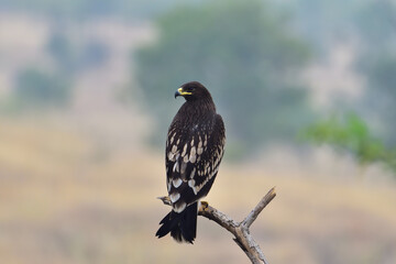 Greater Spotted Eagle Flying Over Baramati Landscape, Majestic Bird of Prey in Natural Habitat
