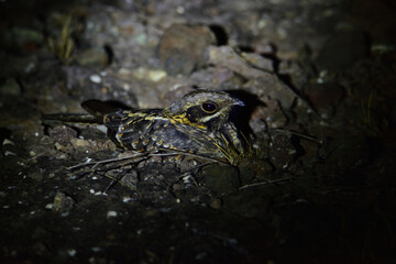 Nightjar Bird Camouflaged on Rocky Black Soil at Night