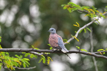 Red Collared Dove Perched on Tree Branch with Soft Natural Background – Wildlife Bird Photography