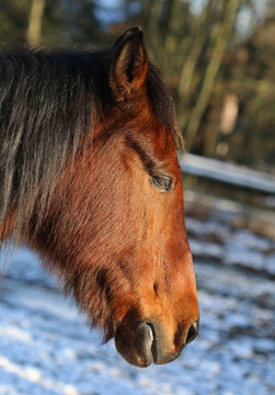 Hauspferd - Horse