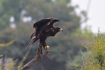 Steppe Eagle in Flight Alert Pose Over Natural Landscape, Wildlife Bird of Prey Stock Photo