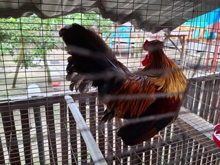 Rooster in a cage with food container, traditional poultry farming scene. Rural lifestyle and...