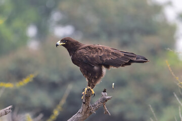 Majestic Steppe Eagle in Flight Over Baramati Landscape, Wildlife Bird of Prey in Natural Habitat