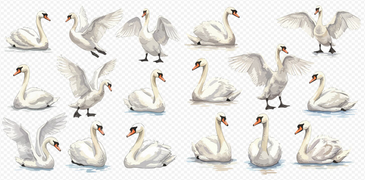 A collection of beautiful white swans illustrated in various graceful poses, swimming and spreading their wings on a transparent background.