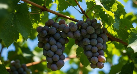 Lush bunches of ripe purple grapes hanging from a vibrant green vine, a beautiful symbol of a bountiful harvest and viticulture