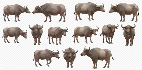 A set of realistic Asian water buffalo illustrations, showing the large bovine from various angles and in different standing and walking poses.