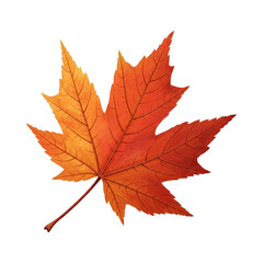 Fototapeta premium Vibrant Autumn Maple Leaf Isolated on Black Background Fall Season