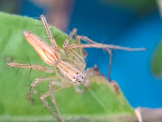 Close-up of a lynx spider on a green leaf, showcasing detailed body and legs. Macro wildlife photography highlighting arachnid features in natural outdoor environment.