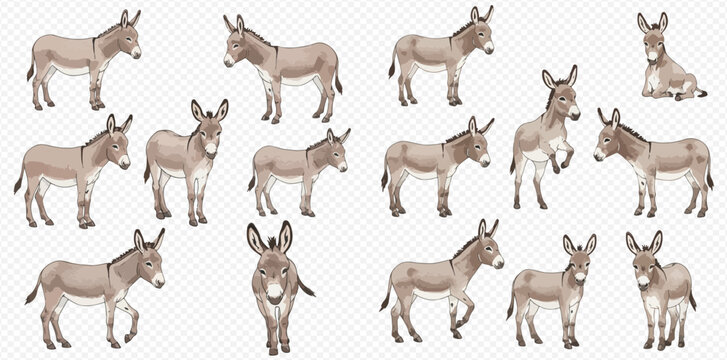 A collection of realistic gray donkey illustrations in various poses, such as standing, walking, sitting, and rearing, on a transparent background.