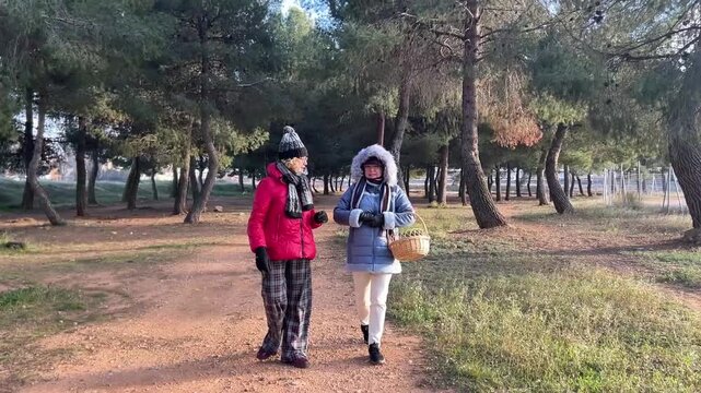 Two midle aged women walking together through a pine forest on a cold winter day, wearing warm clothes