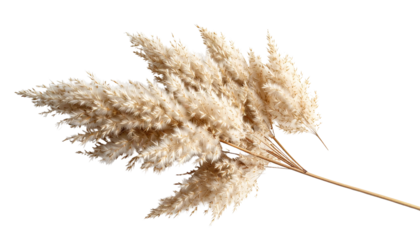 Elegant dried pampas grass stem isolated on solid white background