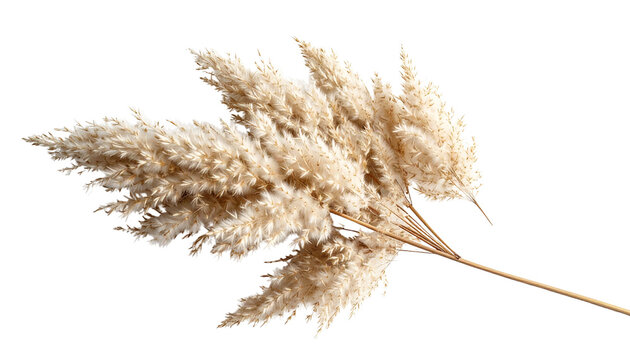 Elegant dried pampas grass stem isolated on solid white background