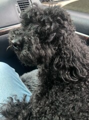 poodle, domestic dog, decorative dog breed, smart, hunting dog, performs in circus, good at training, black curly dog