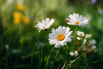 Glowing White Daisies in a Green Field. A field of daisies in the sunlight with the sun setting behind them