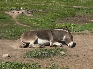 donkey in the field