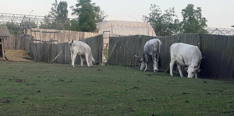 bull yak, even-toed ungulates, cattle, horned cow, herbivore, dairy animals