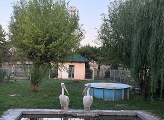 pelicans, pelicans in the zoo, two pelicans, birds, a bird that eats fish, a white bird with a long beak