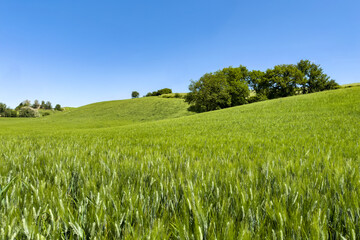 Obraz premium rolling green hills with a wheat field under a clear blue sky with copy space. clean design in fresh natural