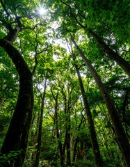 Fototapeta premium Lush forest canopy. Sunlight filtering through
