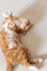 cat lying on the floor