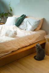 cat sleeping on the bed