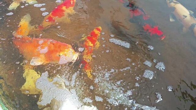 Koi fish or carp fish or  swimming in pond.