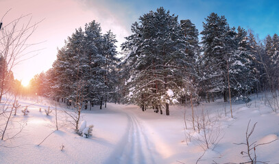 Winter morning in the snow forest. Winter landscape. Panorama