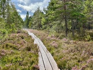 Raised boardwalk cutting through a boreal bog or heathland ecosystem, bordered by dense shrubs and coniferous trees