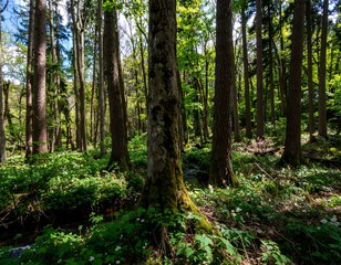 Lush forest floor with sunlight filtering through trees