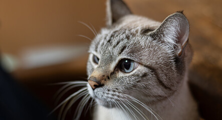 見つめる猫　シャムトラ猫