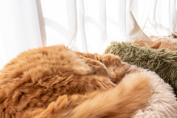 丸まって眠る可愛い猫　茶トラ猫