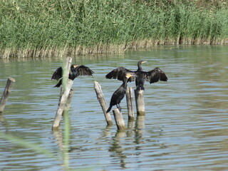A cormorant, spreading its wings, sits on a branch on a lake, basking in the sun
