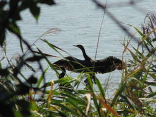 A cormorant, spreading its wings, sits on a branch on a lake, basking in the sun