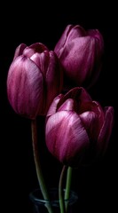Fototapeta premium Three beautiful, deep-purple tulips in partial bloom are captured against a solid black background, creating a striking and elegant contrast