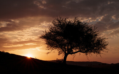 Sierra de Andia. Hawthorn at sunset in the Urbasa and Andia Natural Park, Navarre
