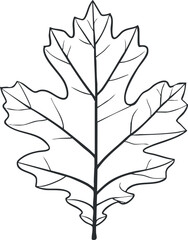 Fototapeta premium Black and white outline illustration of an oak leaf showing veins and lobed edges in detail.