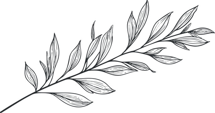 Black and white line drawing of a leafy branch with detailed leaves and veins on white background